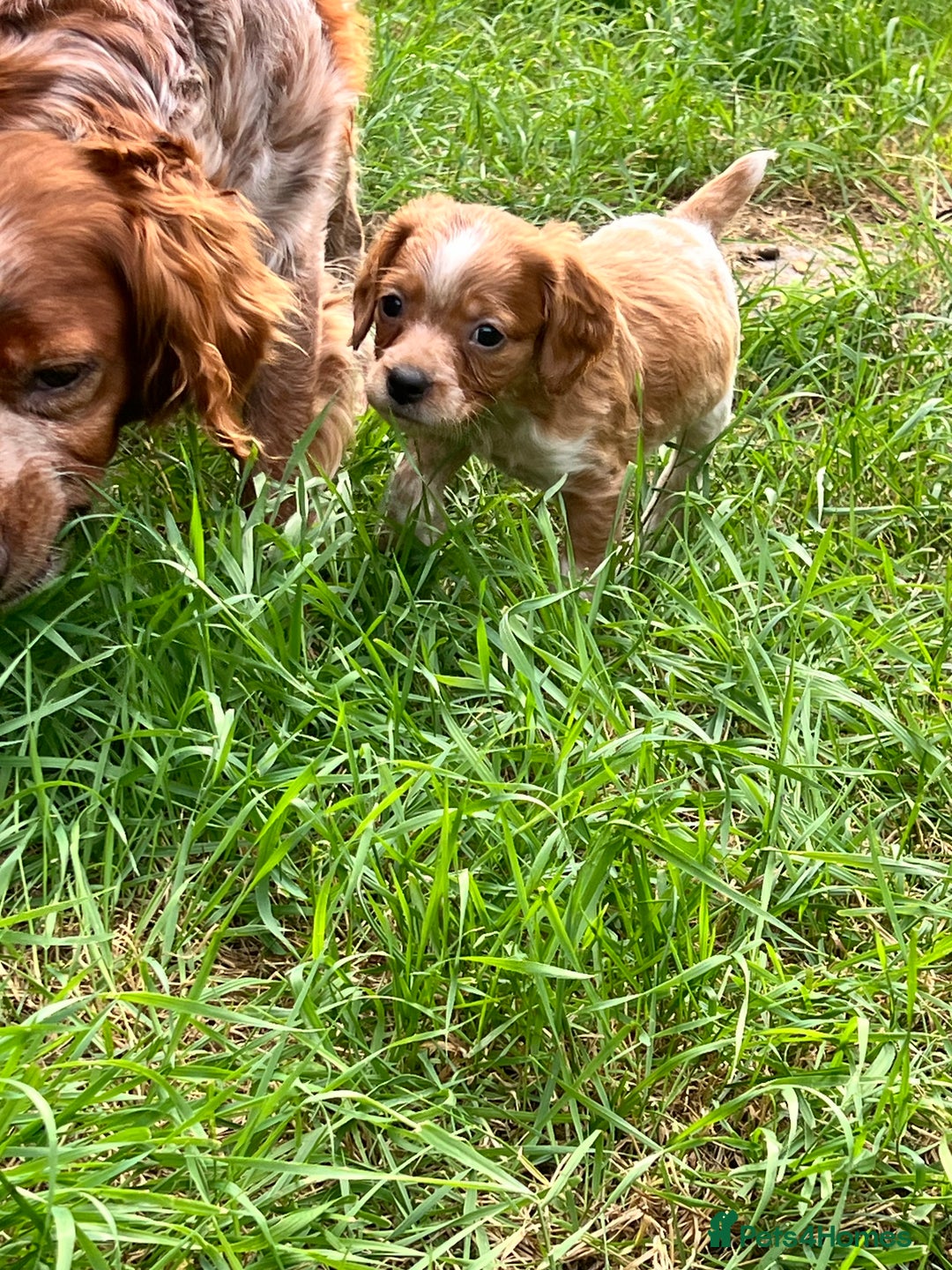 Brittany Spaniel dogs for sale: Brittany puppies for sale  - Image 3