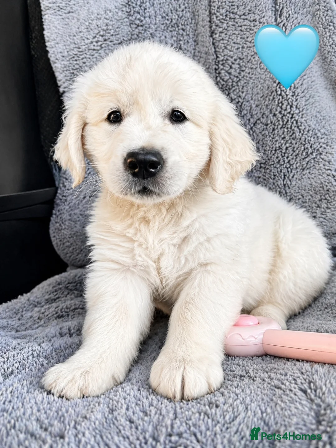 Golden Retriever dogs for sale: ***Exceptional MULTI Champions Bloodline Puppies in Sidcup - Advert 14