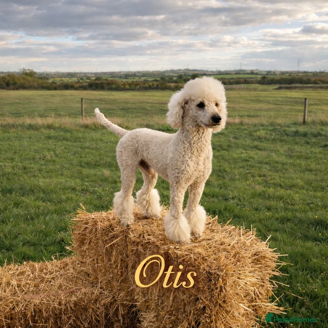 Standard Poodle dogs for stud: Proven Standard Poodle Stud Dog - Advert 1