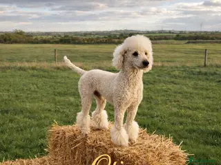 Standard Poodle dogs Proven Standard Poodle Stud Dog - Advert 13