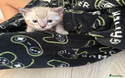 Bengal cats for sale: 3 beautiful bengal kittens - Image 5