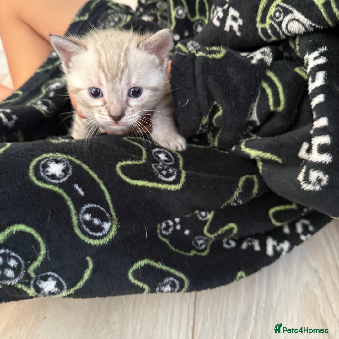 Bengal cats for sale: 3 beautiful bengal kittens - Image 5