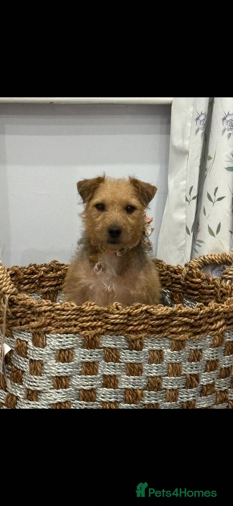 Patterdale Terrier dogs Patterdale terrier for sale  - Advert 2