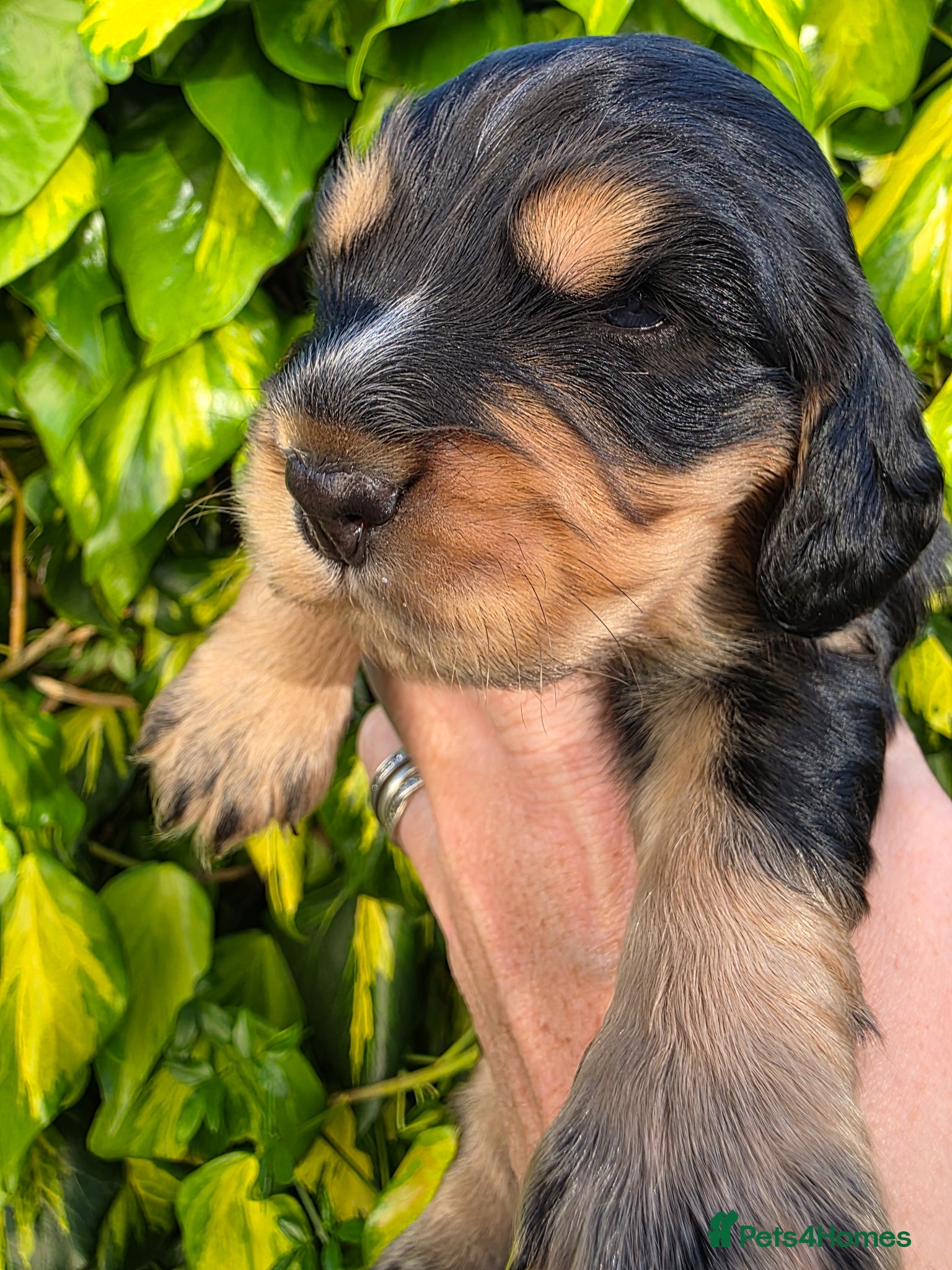 Cocker Spaniel dogs for sale: Black and chocolate tan point cockers  - Advert 9