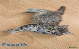 Siberian cats for sale: Siberian kittens GCCF registered, champion lines - Image 7