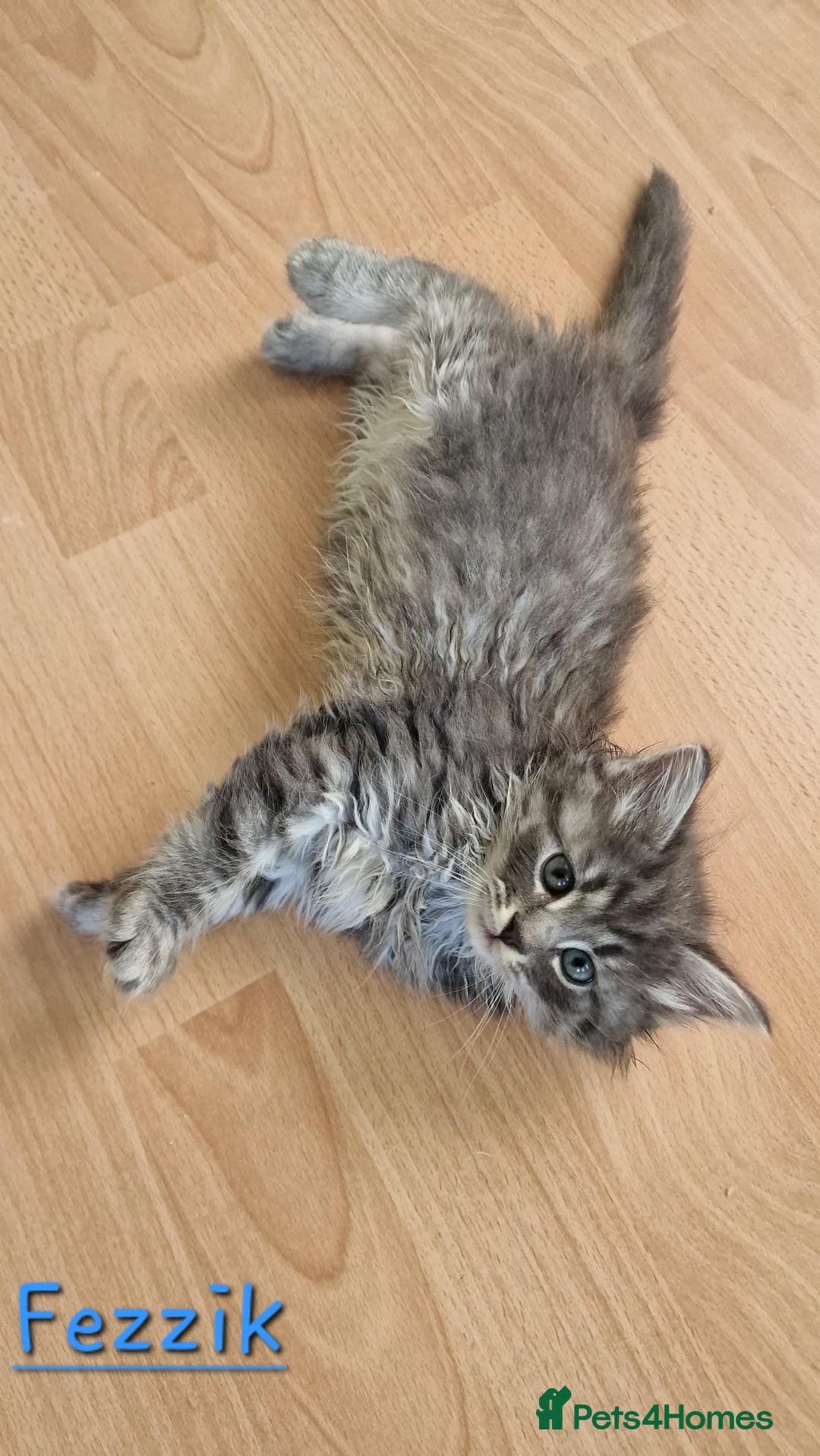 Siberian cats for sale: Siberian kittens GCCF registered, champion lines - Image 7