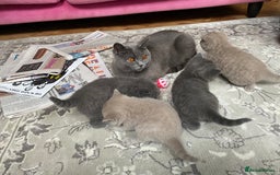 British Shorthair cats for sale: British Shorthair Kittens For Sale - Advert 14