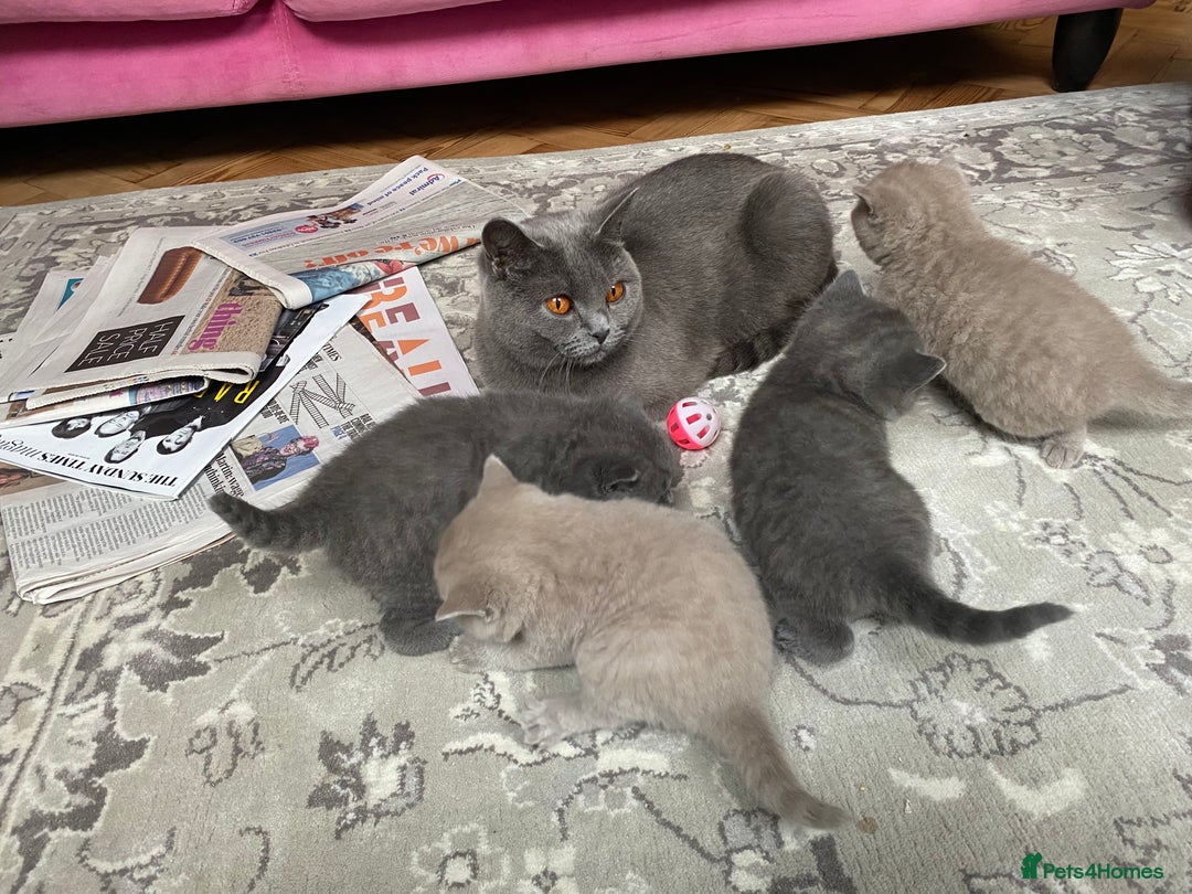 British Shorthair cats for sale: British Shorthair Kittens For Sale - Advert 14