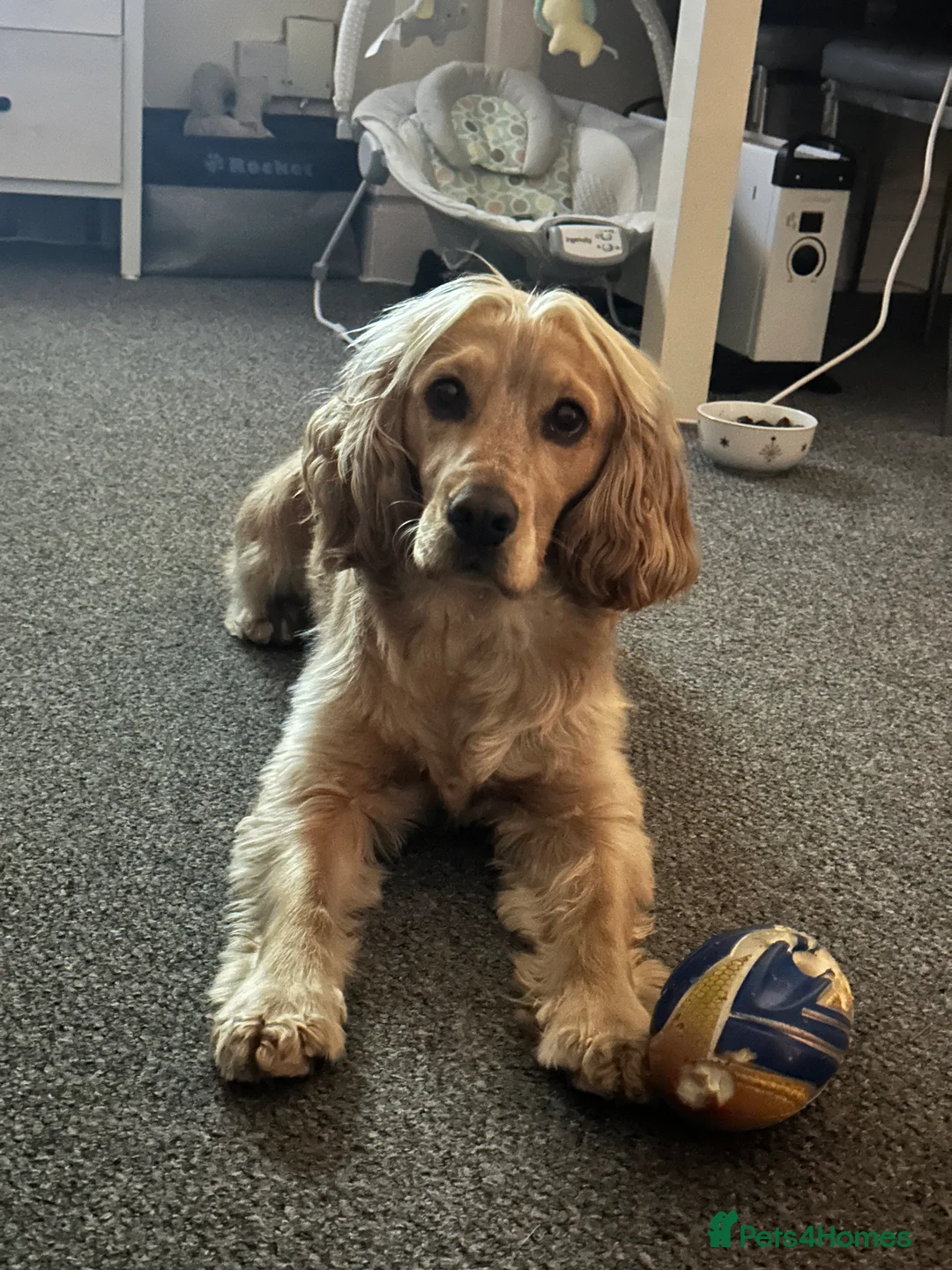 Cocker Spaniel dogs for stud: Full KC registered cocker spaniel for stud - Advert 5
