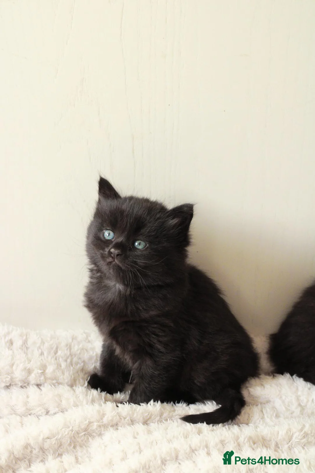 Mixed Breed cats for sale: 🖤 Gorgeous Fluffy Black Kittens–4 Boys & 2 Girls - Advert 2