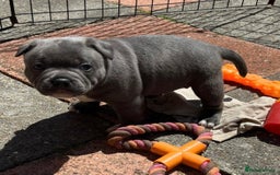 Staffordshire Bull Terrier dogs for stud: SOLID BLUE PIRO x JOKER BLOODLINE in London - Image 5