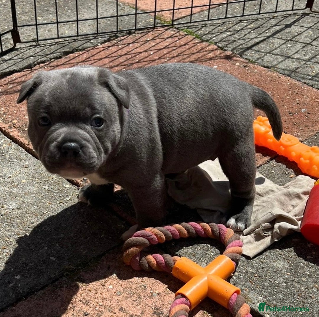 Staffordshire Bull Terrier dogs for stud: SOLID BLUE PIRO x JOKER BLOODLINE in London - Image 5