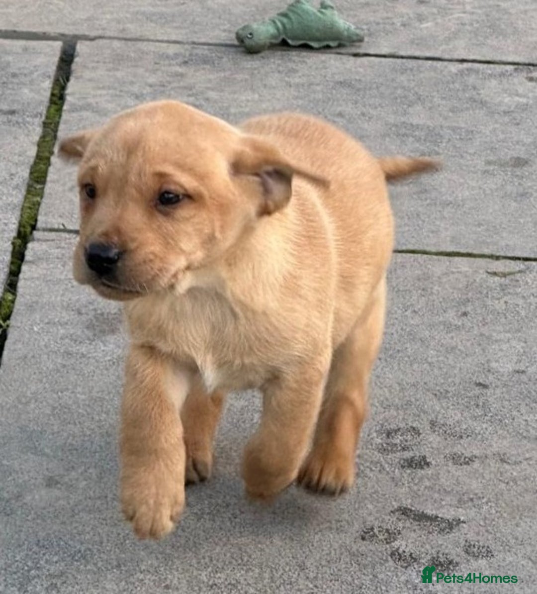 Labrador Retriever dogs for sale: 7 week old fantastic labrador pups  - Advert 3
