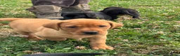 Labrador Retriever dogs for sale: Girls - Fully Health tested parents, Red & golden - Advert 40