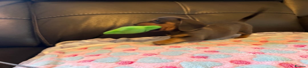 Miniature Dachshund Puppy 4