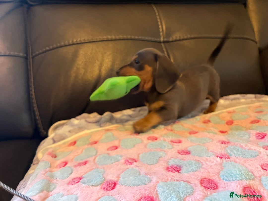 Miniature Dachshund dogs for sale: Adorable Blue and Tan puppies  - Image 14