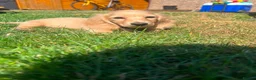 Miniature Dachshund dogs for sale: Longhaired miniature dachshund  - Advert 4