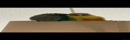 Conures birds for sale: 🦜 Bonded Pair of Green Cheek Conures – £650 🦜 - Advert 4