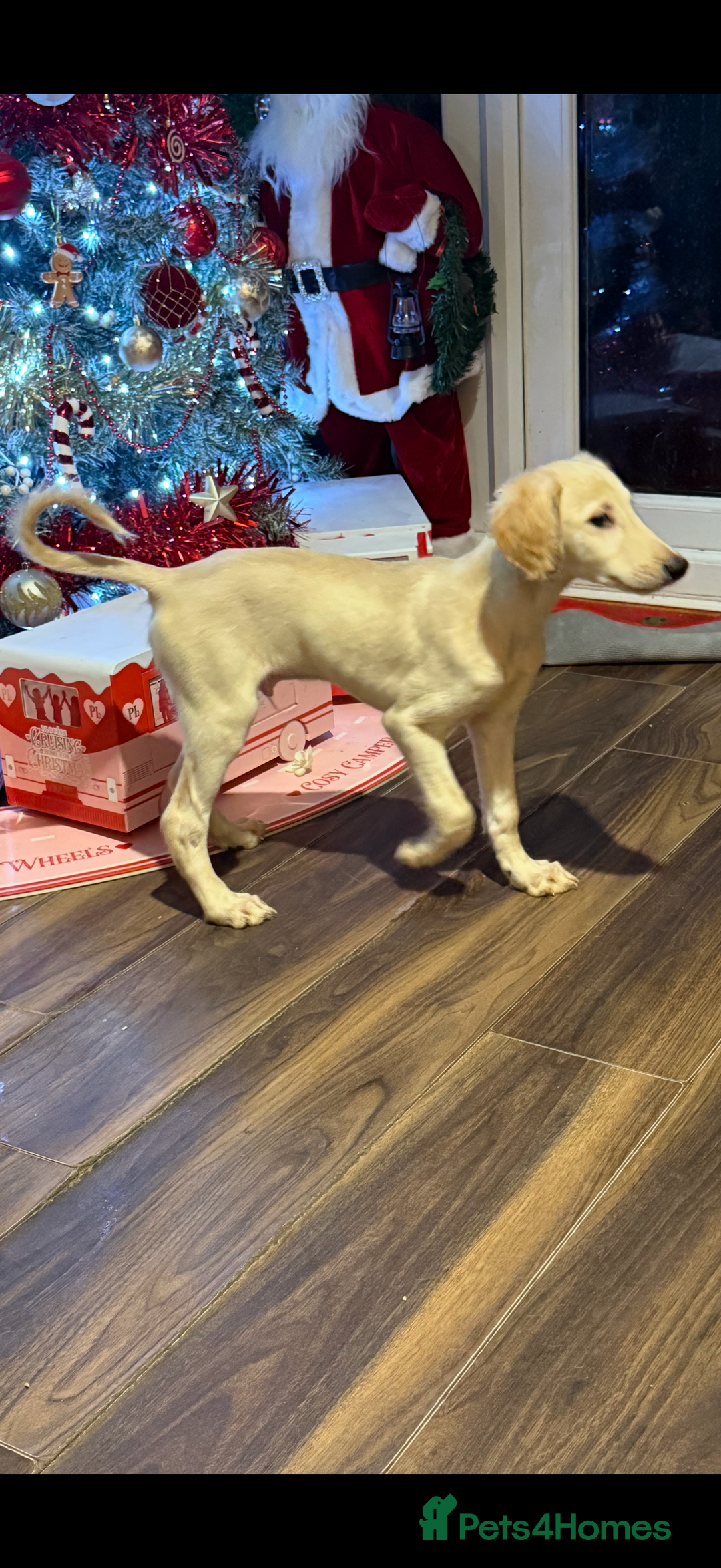 Saluki dogs for sale: Saluki 2 big boys left reduced £ - Advert 25