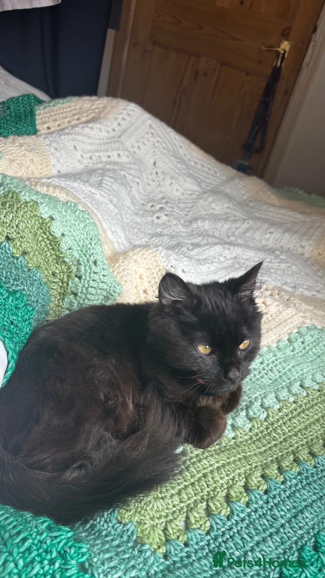 Domestic Shorthair cats for sale: Friendly Domestic Short Cat in Smethwick - Advert 2