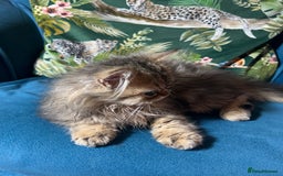 Persian cats for sale: Persian Pedigree Kittens for Sale  - Image 16