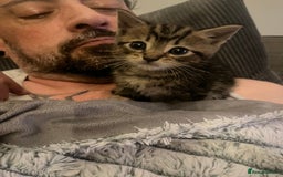Mixed Breed cats for sale: Beautiful bengal cross kittens  - Image 9