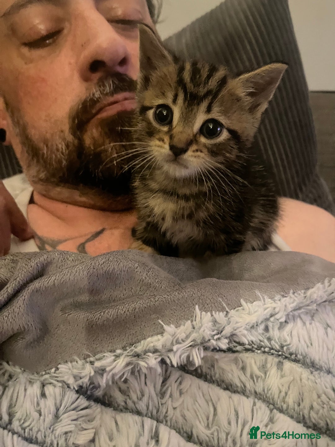 Mixed Breed cats for sale: Beautiful bengal cross kittens  - Image 9