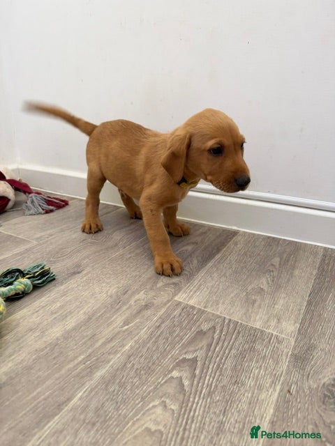 Labrador Retriever dogs Labrador puppies from a loving family home. - Advert 2