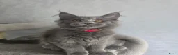 Maine Coon cats for sale: Blue mainecoon adorable kittens TICA reg - Advert 2