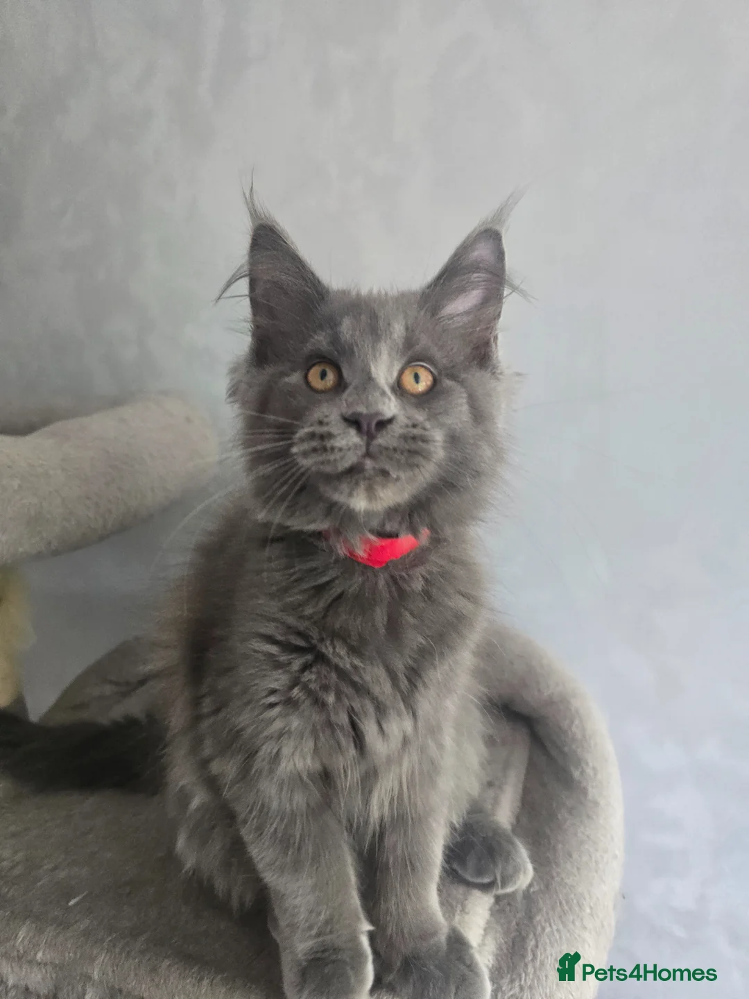 Maine Coon cats for sale: Blue mainecoon adorable kittens TICA reg - Advert 2