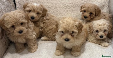 Maltipoo dogs - Advert 8