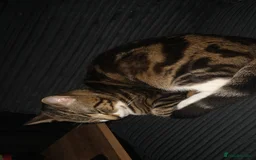 Bengal cats for sale: Loving Bengal cat looking for a new home  - Image 8