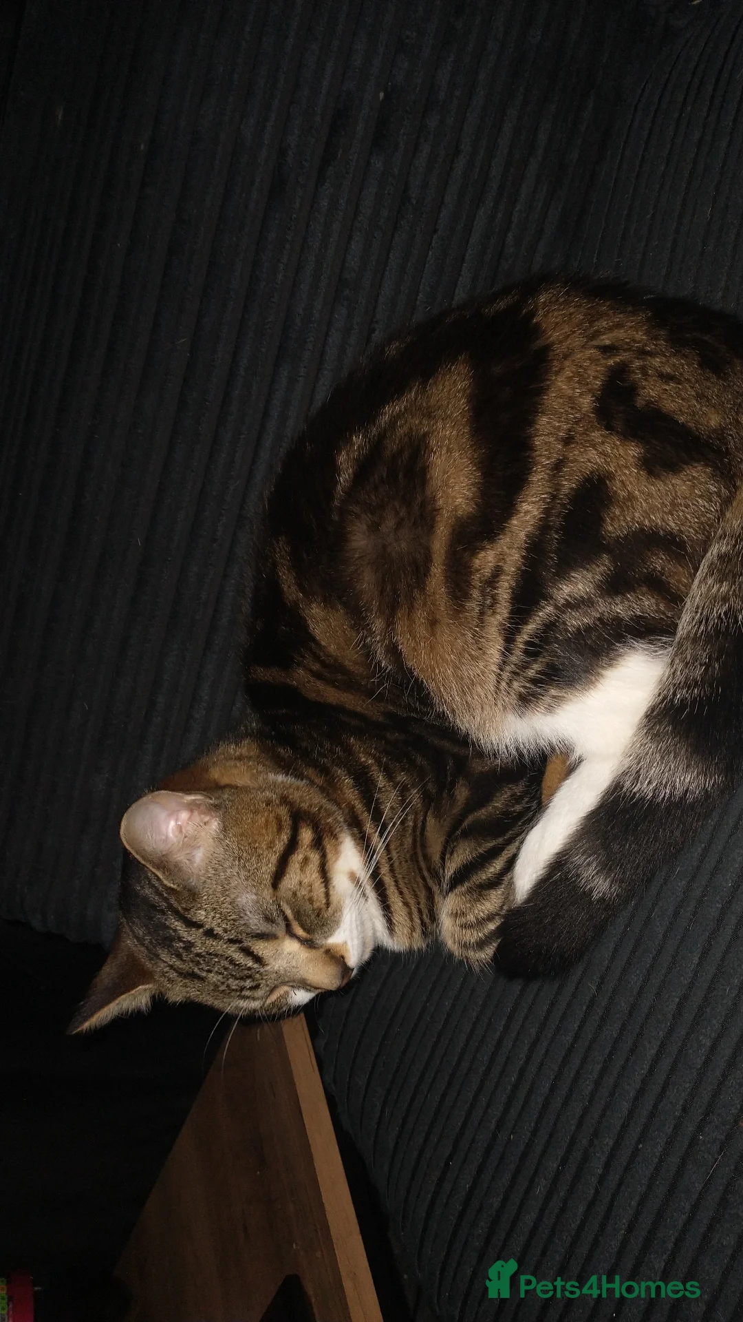 Bengal cats for sale: Loving Bengal cat looking for a new home  - Image 8