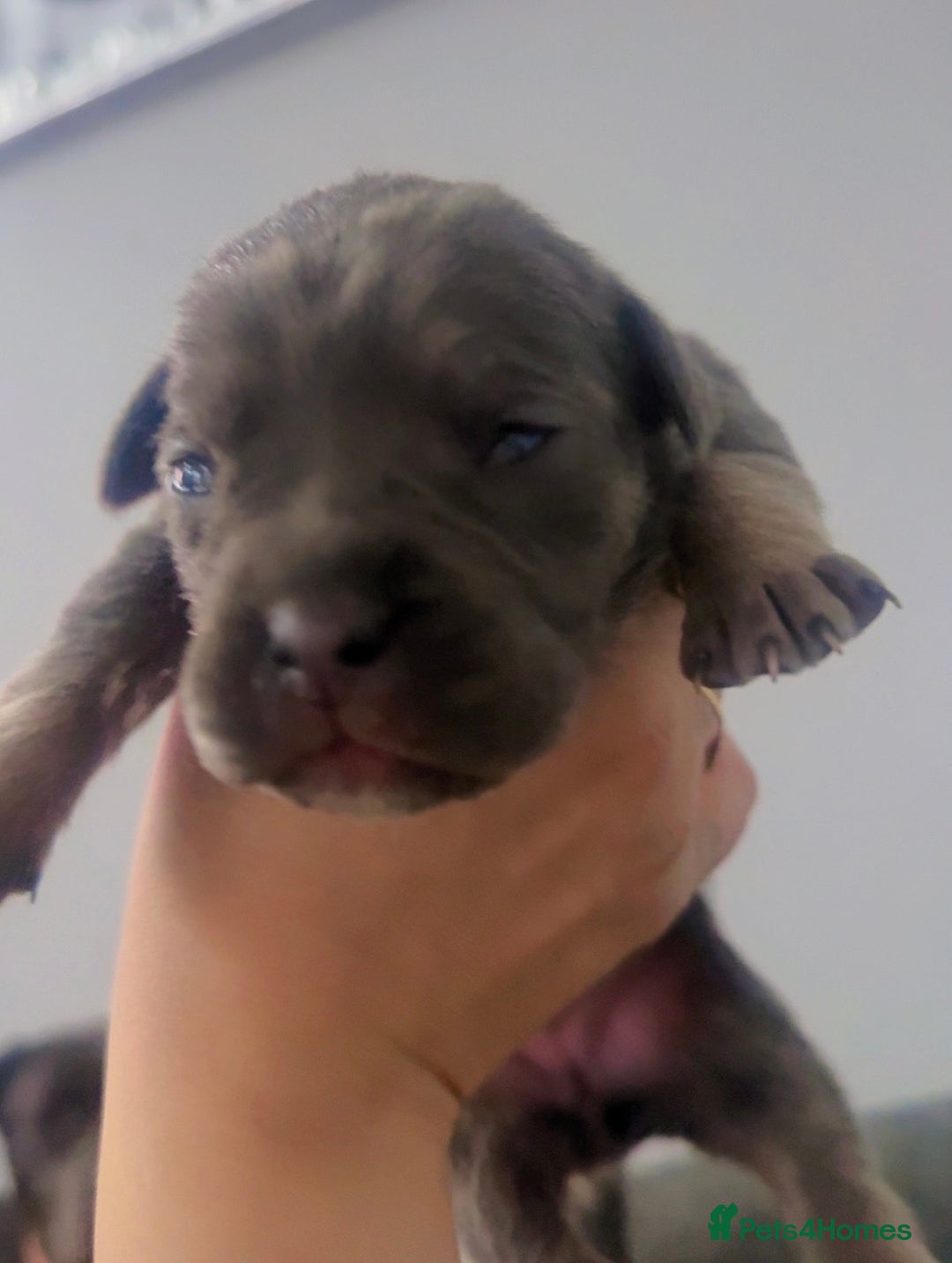 Cane Corso dogs for sale: Cane corso puppies, beautiful litter. - Advert 3