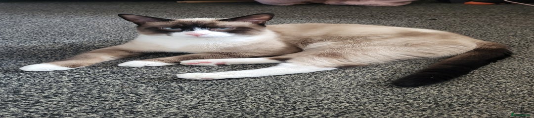 Ragdoll Kitten 3