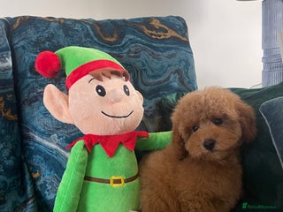 Miniature Poodle dogs 1 girl Miniature poodles *ready to leave* - Advert 18