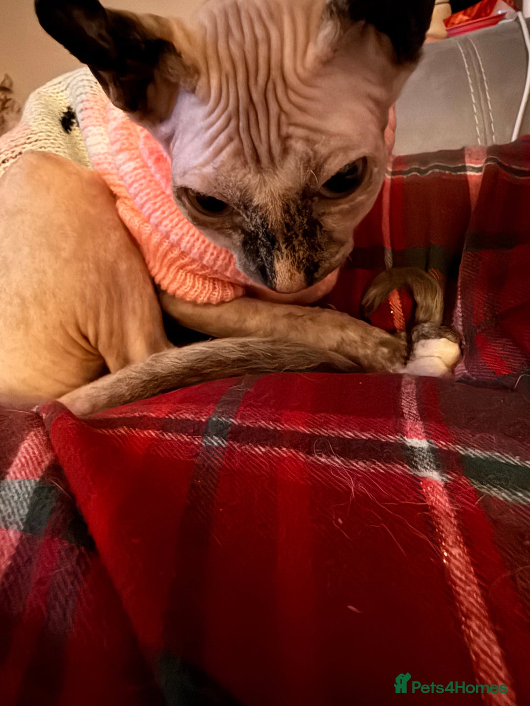 Sphynx cats for sale: Elf Sphynx - Advert 9