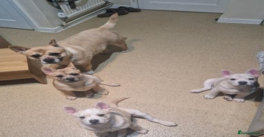 Mixed Breed dogs 3x Female French Bulldog X Chow Chow puppies.   - Advert 14