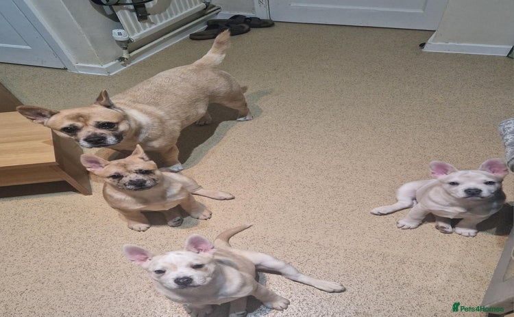 Mixed Breed dogs 3x Female French Bulldog X Chow Chow puppies.   - Advert 1