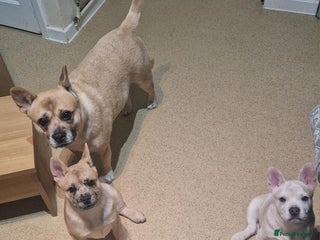 Mixed Breed dogs 3x Female French Bulldog X Chow Chow puppies. - Advert 1