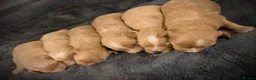 Maltipoo dogs for sale: 🐾Maltipoo puppy’s 🐾  - Advert 6