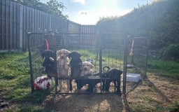 Labrador Retriever dogs for sale: Labrador puppies  - Image 18