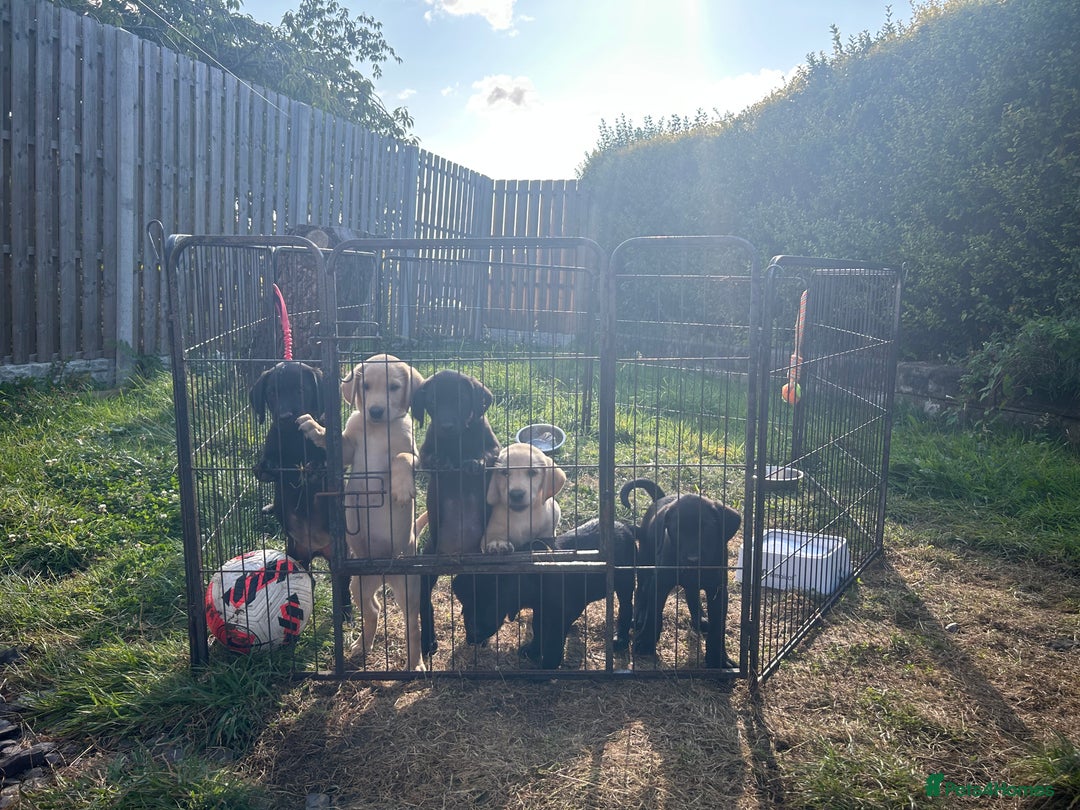 Labrador Retriever dogs for sale: Labrador puppies  - Image 18