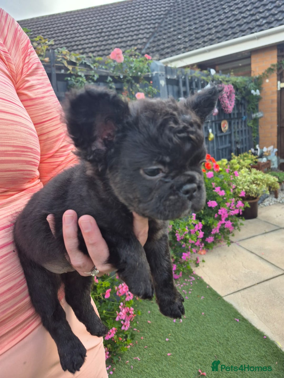 French Bulldog dogs for sale: Fluffy french bulldog puppies - Image 5
