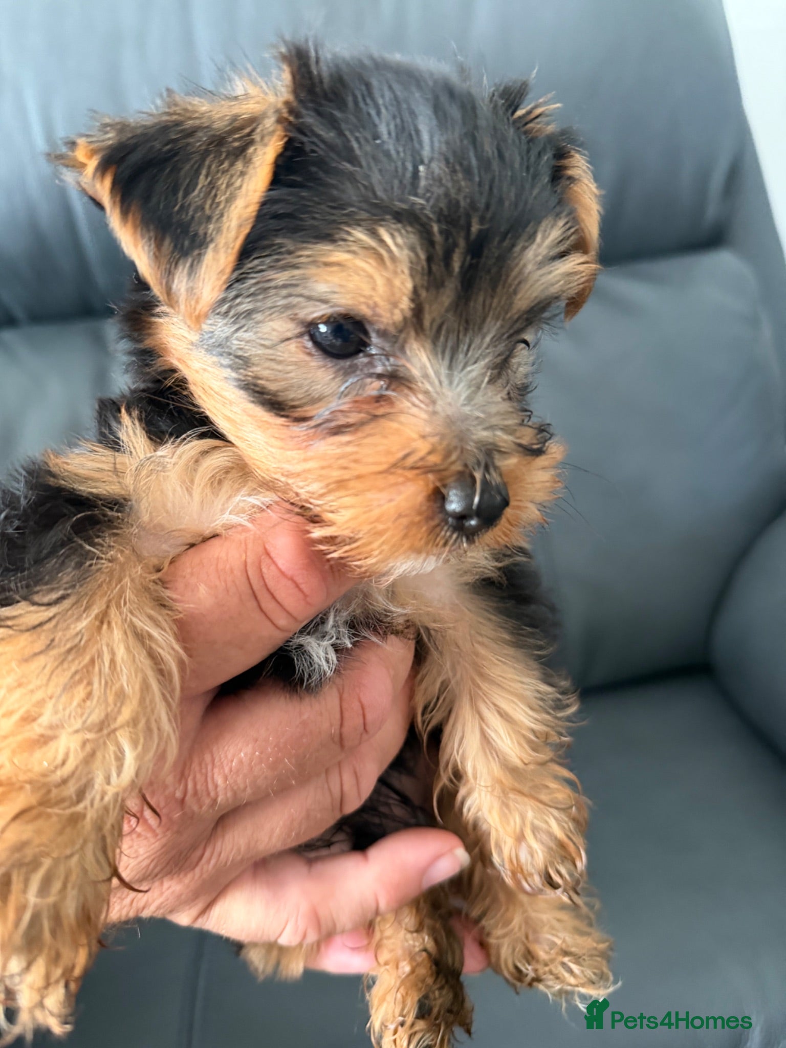 Yorkshire Terrier dogs Pure Breed Yorkshire Terrier Pup - Advert 4