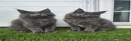 Maine Coon cats for sale: Outstanding gccf pet registered babies  - Advert 5