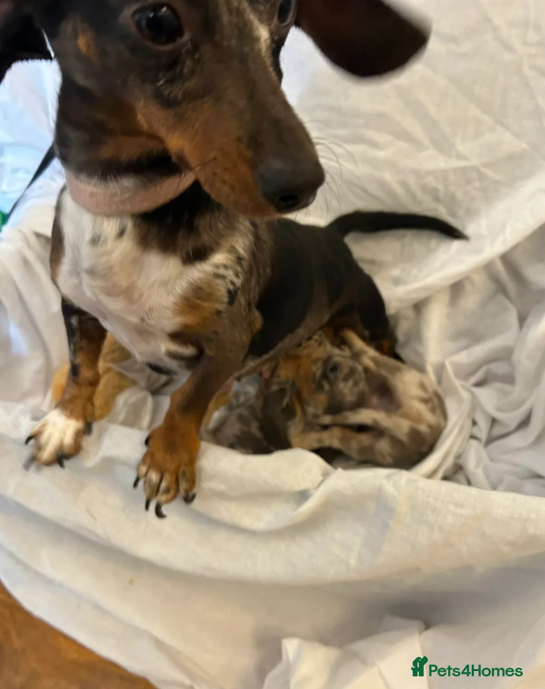 Miniature Dachshund dogs for sale: Miniature dachshund puppies ready now - Advert 15