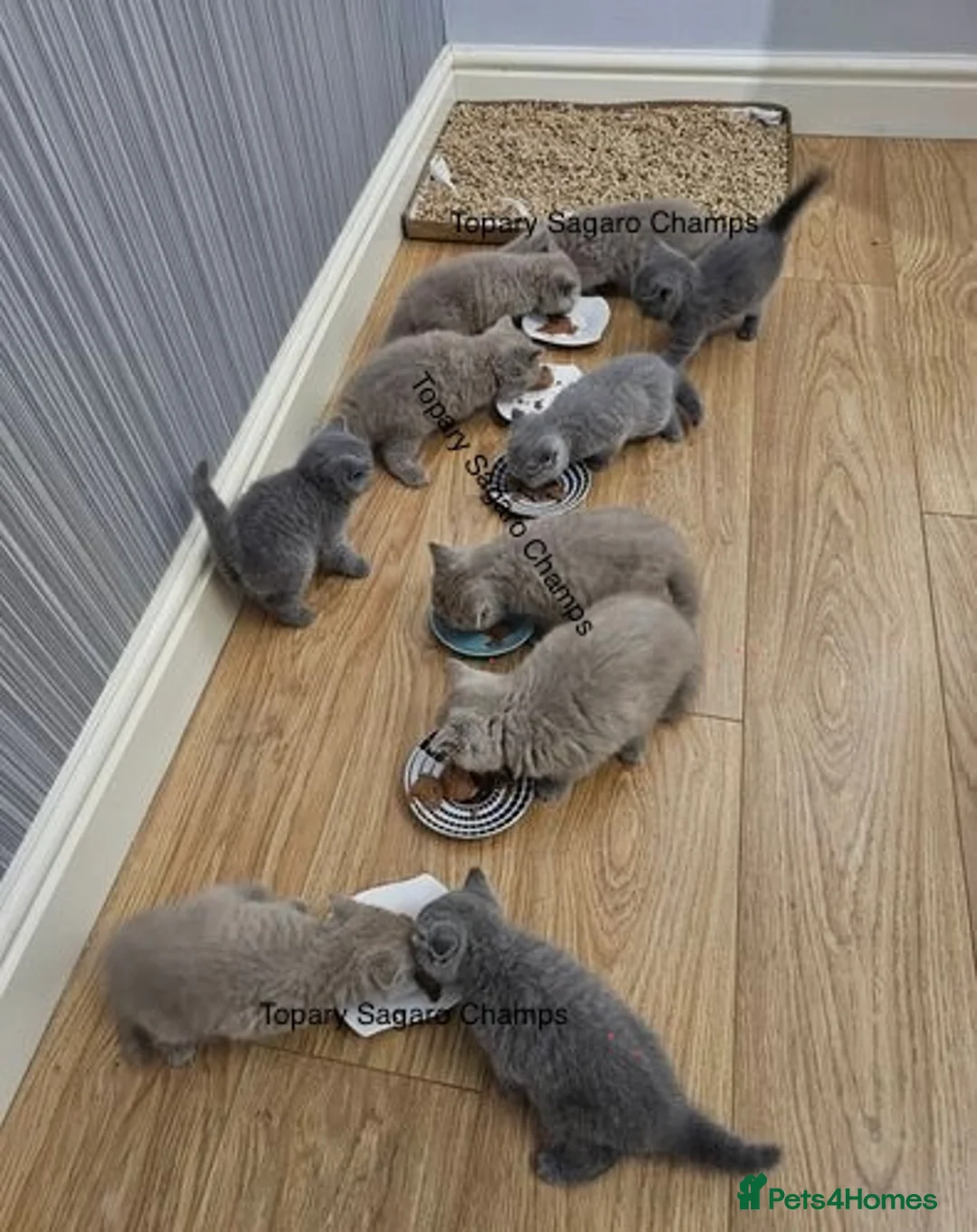 British Shorthair cats for stud: Proven Stud/Blood B/Choc carrier TICA/GCCF REG in Dartford - Advert 13