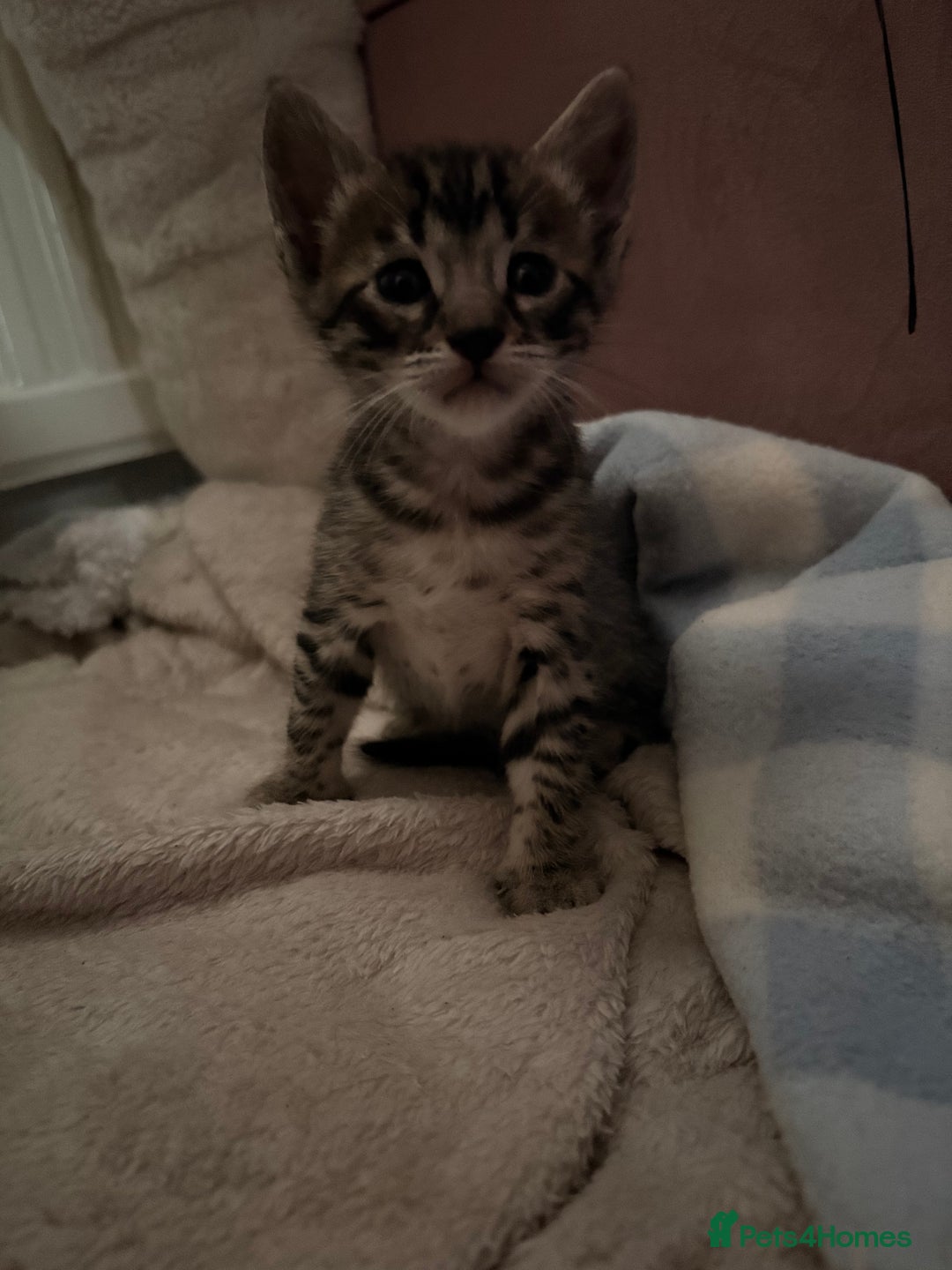 Bengal cats for sale: bengal kittens  - Advert 19