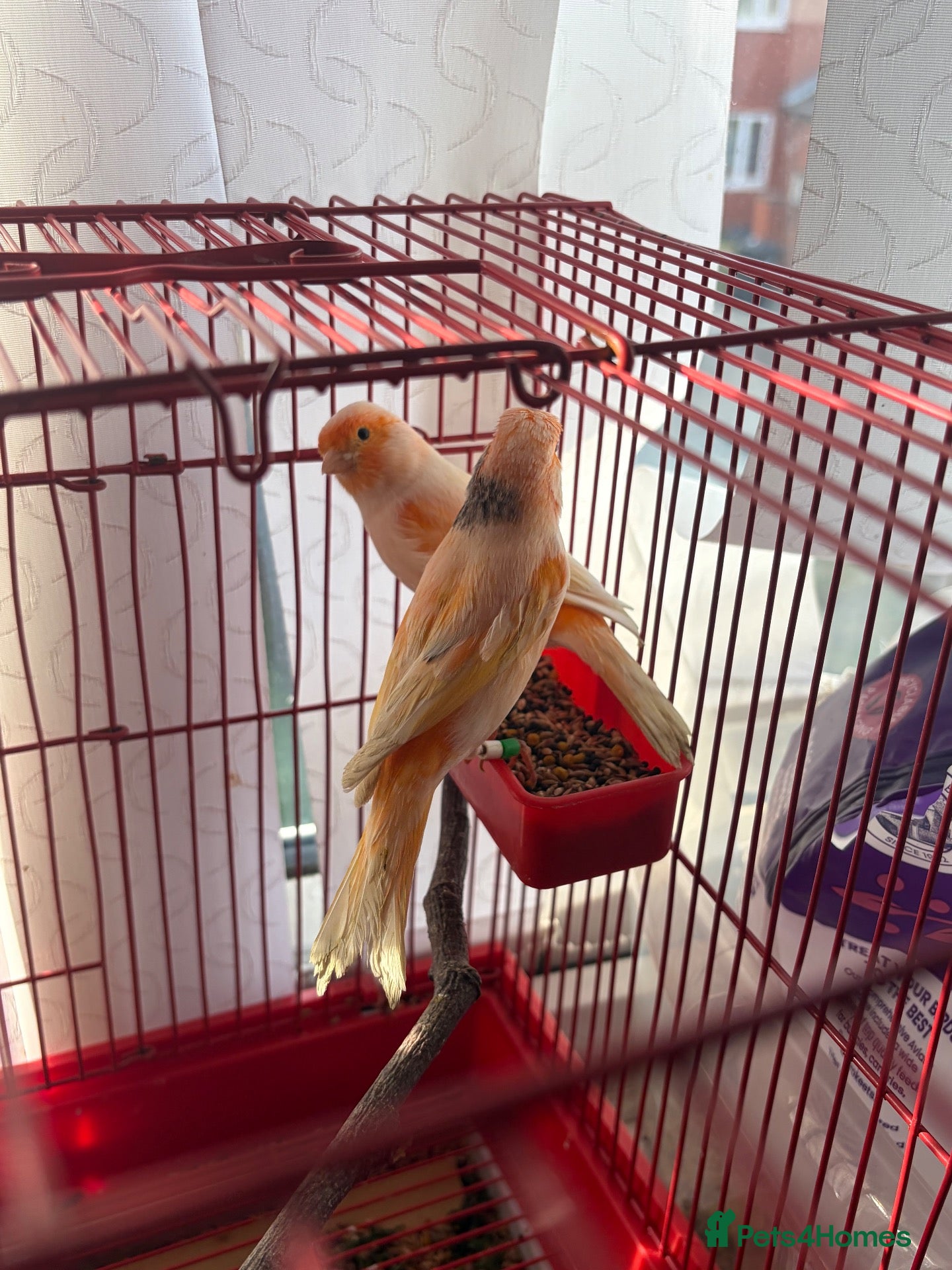 Canaries birds for sale: Red factor Canaries  - Advert 11